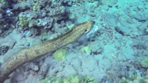 sea lion vs big octopus