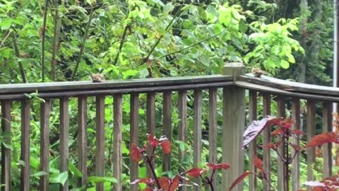 Rain Bathing Wrens Western NC