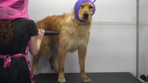 happy Dog enjoys grooming