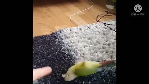 Award Winning Parrot Acting of getting shot