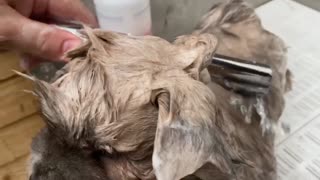 Adorable Chow Chow Puppy Getting a Bath