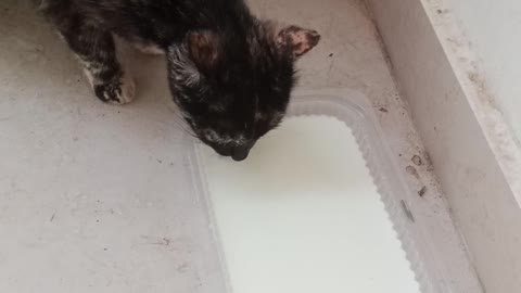 Cute cat drinks milk after she is hungry