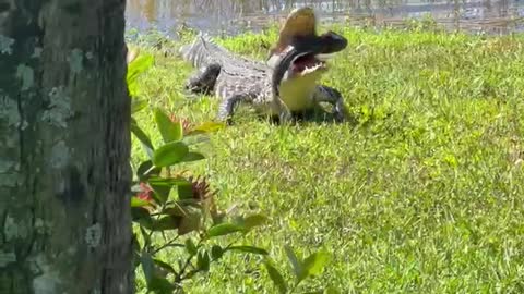 Backyard gator