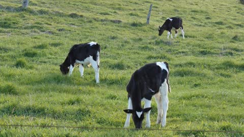 Calf cows grazing on a green meadow