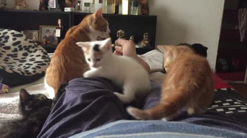 Cheeky kittens playing with their moms tail annoying her