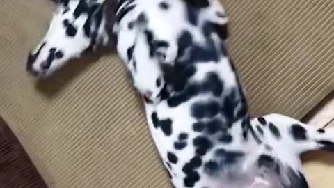 Funny Great Dane shows off his Halloween octopus costume