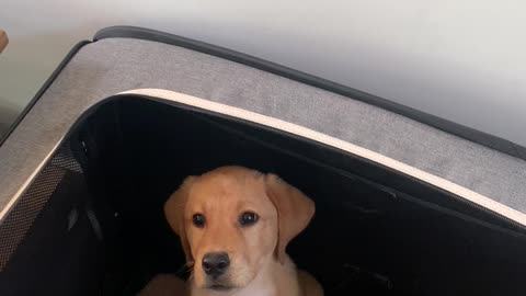 Hungry Pup Jumps into Kennel for Food