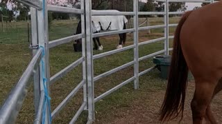 Kitty Climbs On Fence to Supervise Feed Time