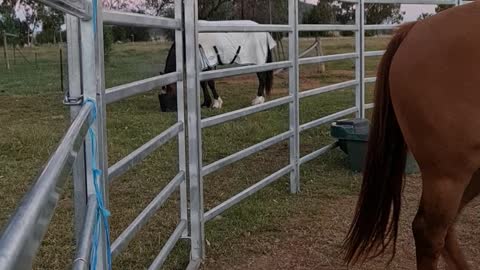 Kitty Climbs On Fence to Supervise Feed Time