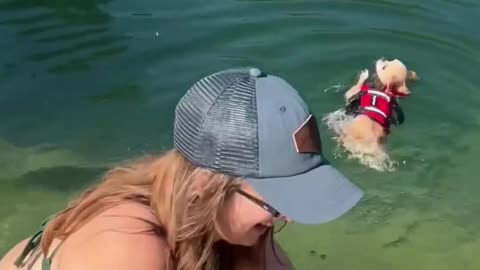 Dog’s Hilarious First Swim Lesson: From Swimsuit to Panic! 🐕🌊