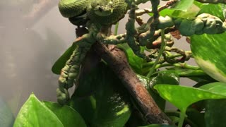 Bush viper eats mouse