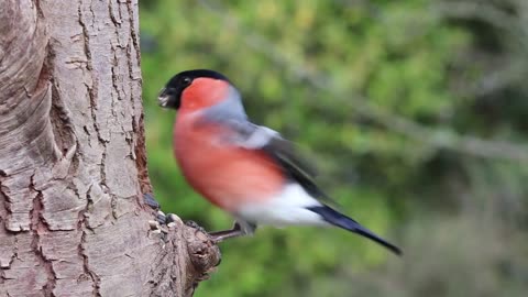 Bullfinch male bird red finch spring