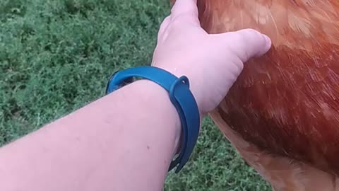 A rooster called Baguette