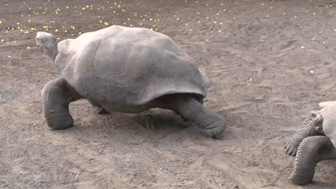 Galapagos tortoise fighting on the ground