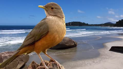 song of the sabiá (Brazilian bird)