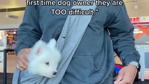 "Don't get a Samoyed as a first time dog owner they are TOO difficult.”