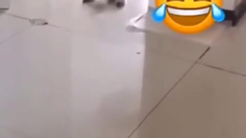 Funny dogs fight 😂😂😂😅😅😅