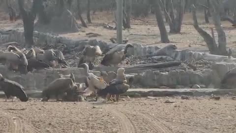 Tawny Eagle steals meat from vulture restaurant