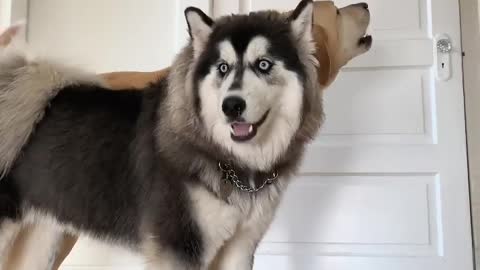 Epic howling competition between husky and labrador