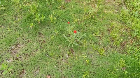 The fruit of this plant is like a strawberry