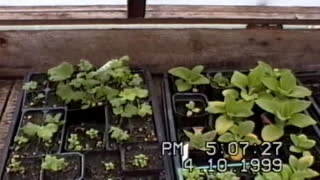 Greenhouse Tour 7-week update - April 1999