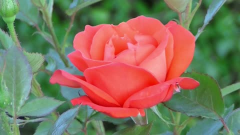 Beautiful Time Lapse Video Of Flower Blooming