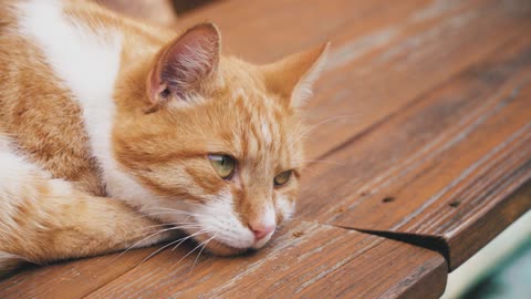 Gorgeous cat laying and watching to me,