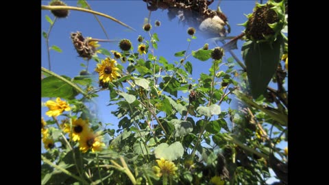 September Sunflowers Sunflowers September 2021