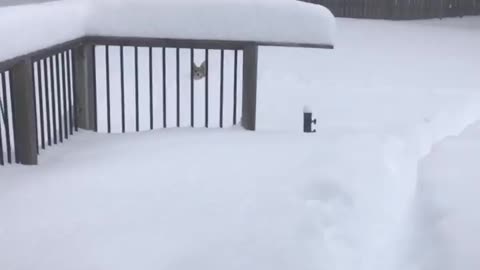 Corgi Clambers Through Thick Snow After Blizzard