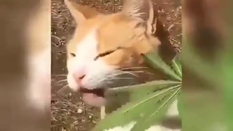 Cat eating grass