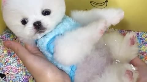 Cute Puppy playing