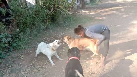 Dog Fight | Rottweiler| Lebra| German Shepherd 😲