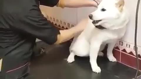 How to handle ANGRY dog like an animal doctor