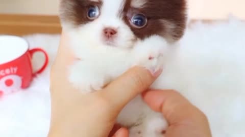 Cute white miniteacup Pomeranian puppy