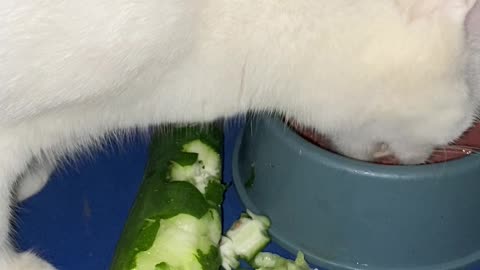 When Your Cat Thinks Cucumber is the Main Course!