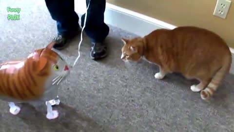 Funny Cats,Cute Cats vs Balloons Compilation