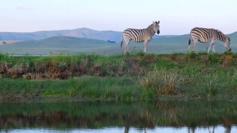 Zebras