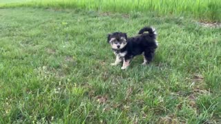 8 week Coton de tulear puppy