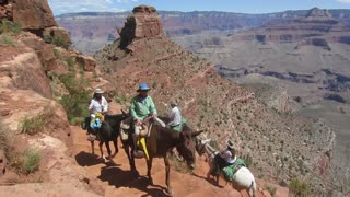 Mule Riders Below Cedar Ridge - Grand Canyon National Park