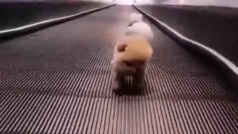 🐕🥰cute puppys in escalator