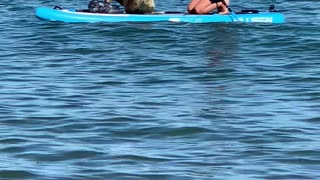 Sammy the Seal Hijacks Paddle Board