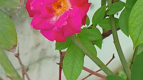 Amazing Rose Flowers