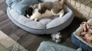 8wk old silly st.bernard