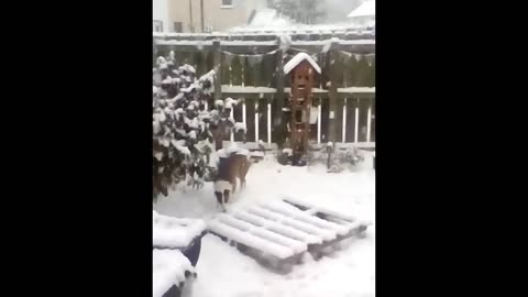 This gorgeous dog loves playing in the snow!