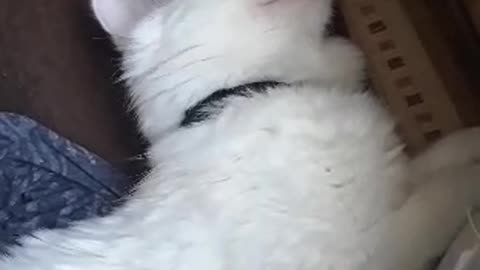 My deaf cat is sleeping