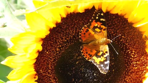 Butterflies flying in slow motion HD like you've never seen before