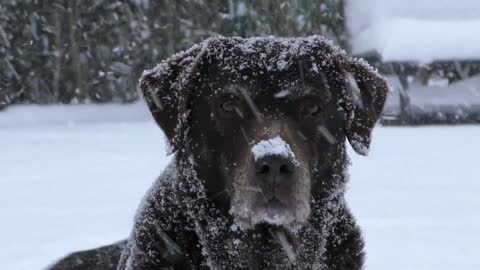 Dogs labrador in the snow