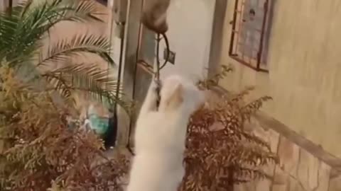 CRAZY AND FUNNY ANIMAL, NUMBER 2 CAT FIGHTING, P!1