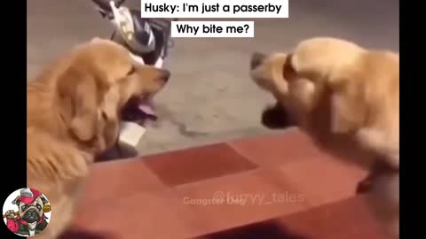 Funniest dogs videos at all times