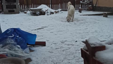 Kuvasz kutya